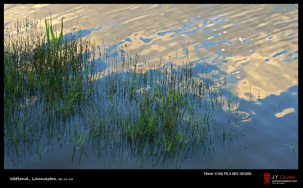 Grasses in the water