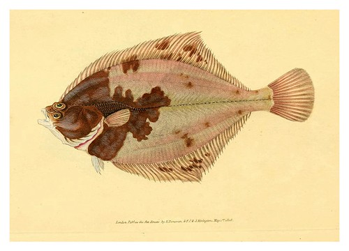 015-The natural history of British fishes 1802-Edward Donovan