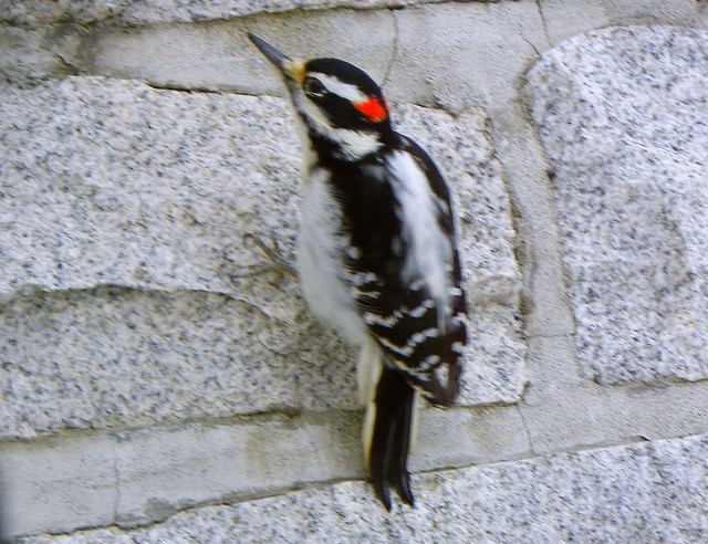 woody woodpecker