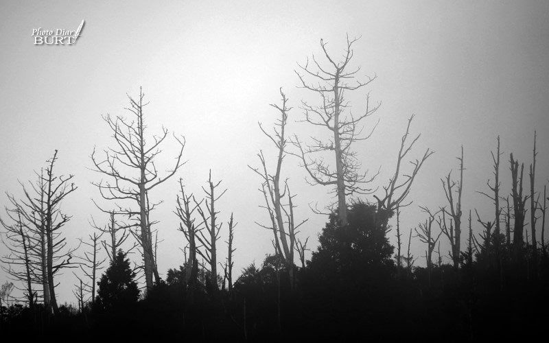 霧鎖枯林