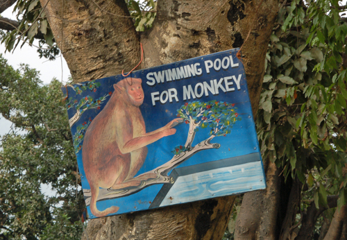 2swimming-pool-for-monkey.jpg