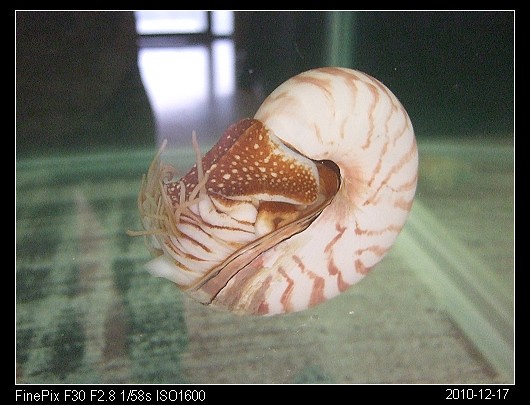 20101217Fun石碇休息站的鸚鵡螺
