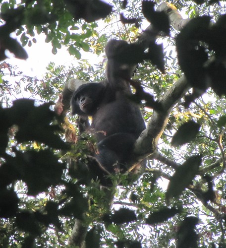 bonobo 8 west of Loidjo