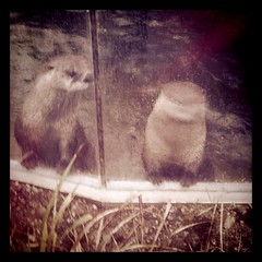 River Otters say hello