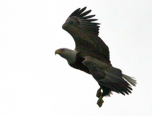 Bald Eagle 20101230