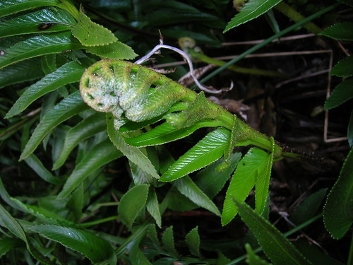 Fronde en elongación de <i>Asplenium obtusatum var. sphenoides</i> creciendo en la costa de la Provincia de Concepción, Región del Biobío.