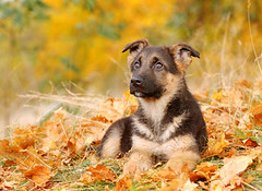 German Shephard dog puppy by eduCani