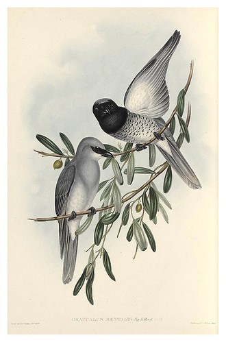 017-Graucalus Mentalis-The Birds of Australia  1848-John Gould- National Library of Australia Digital Collections