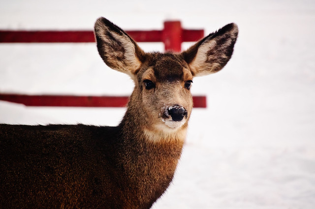 A fawn standing in front of the red wooden fence, its ears are perked up and it looks alert