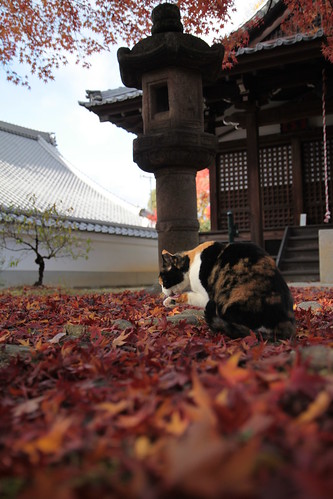 京都 黒谷の紅葉