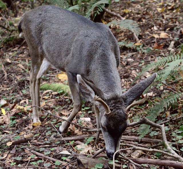 Day Seven Muir Woods Dwarf Deer