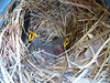 20101129a Baby birds