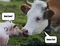 funny-pictures-swine-flu-and-mad-cow