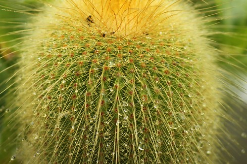 Cactus in rain