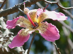 Thorny blossoms