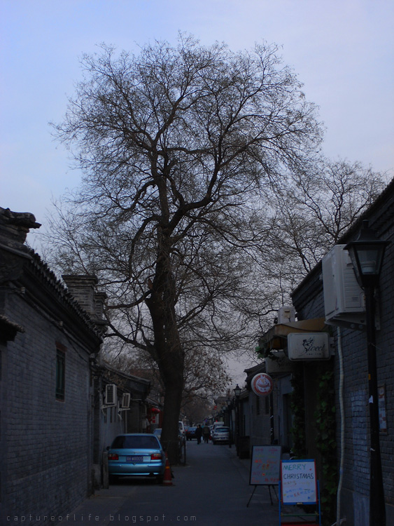 2010_1207_162726ORz
