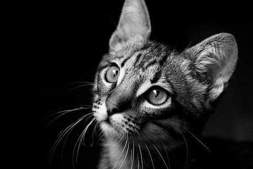 フリー写真素材|動物|哺乳類|ネコ科|猫・ネコ|モノクロ写真|