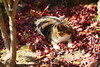 紅葉を布団にして寝る猫（１）