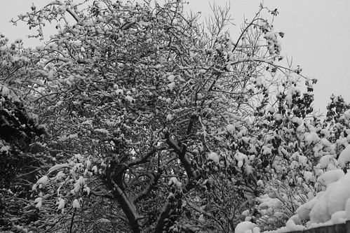 Snow-Nov_10_8