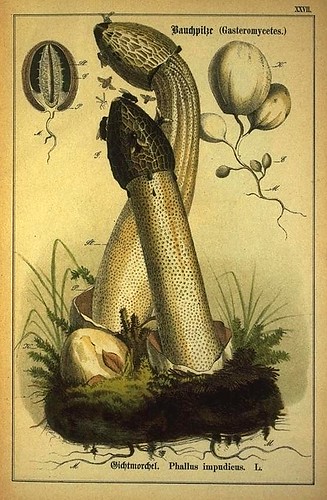 016-Allgemein verbreitete eßbare und schädliche Pilze 1876- Wilhelm von Ahles 