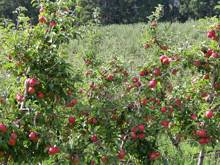 Late fall means apples everywhere and tasty treats they were