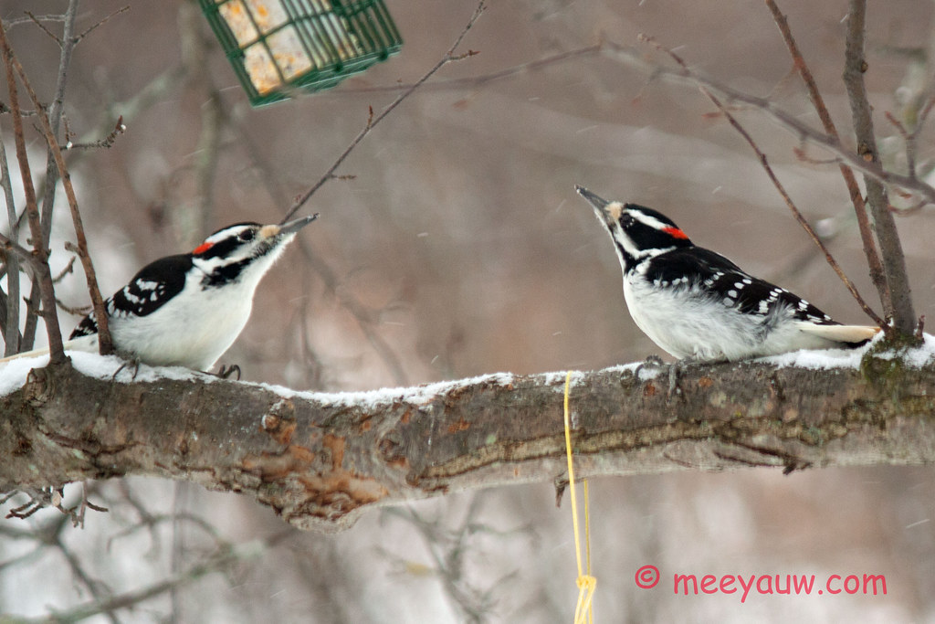Woodpeckers    022.jpg