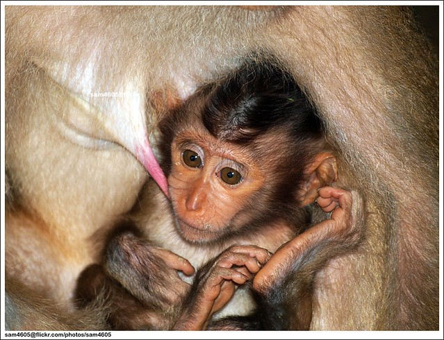 Baby Monkey @ Sepilok