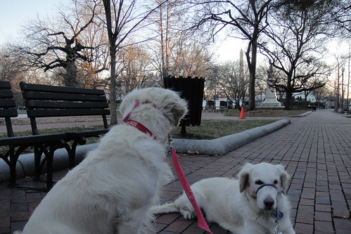 Checking out the Squirrels of Lafayette Park