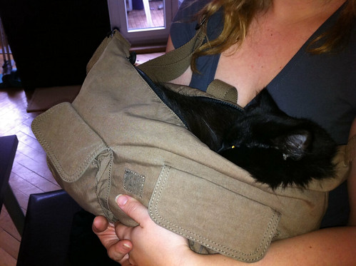 Katze in Handtasche