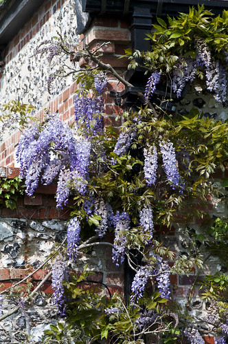 Heale House Wisteria - Copyright R.Weal 2011