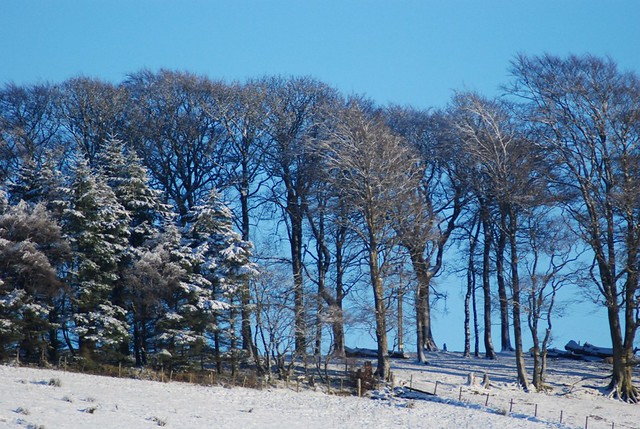 snow trees 3