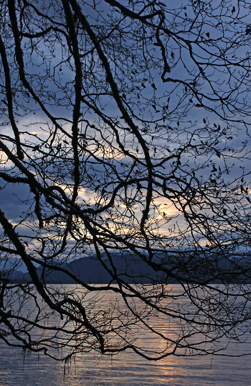 sunset with tree limbs, Kasaan, Alaska