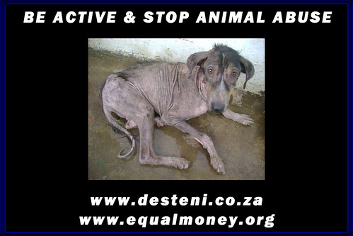 stop animal cruelty quotes. Stop Animal Abuse Pictures.