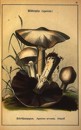 015-Allgemein verbreitete eßbare und schädliche Pilze 1876- Wilhelm von Ahles 