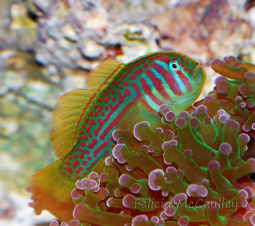 Coral GOby
