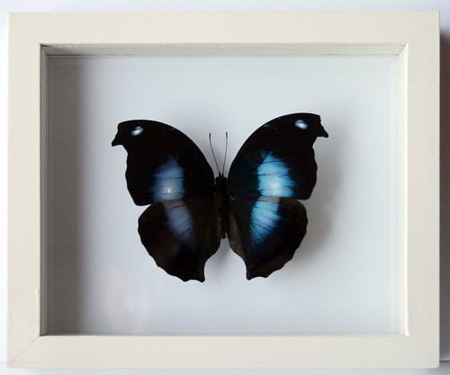 Black and Blue Butterfly Napeocles jucunda Mounted in White Frame