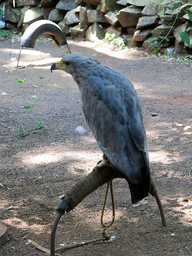 Eagle in Animal Refuge - Iguazu, Argentina