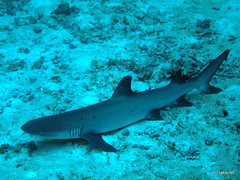 Whitetip reef shark, Maldives