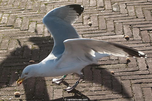 European Herring Gull, 26cy, Bk[D]G[A]