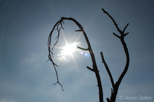 Branch Around the Sun