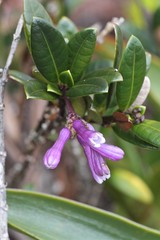 Psychotria concinna (Rubiaceae)