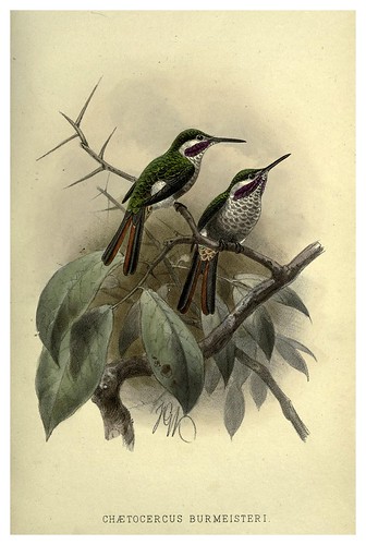 025-Colibri Burmeisteri-Argentine ornithology…1888- William Henry Hudson y Philip Lutley Sclater