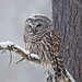 Barred Owl, snowstorm 2