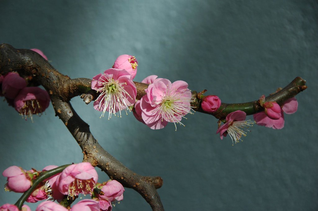 Prunus mume ’Bonita’, Japanese Flowering by Flatbush Gardener, on Flickr