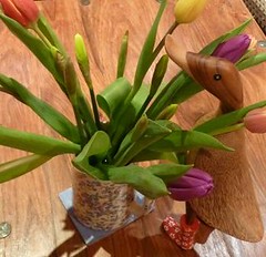 Deidre in the tulips and daffs