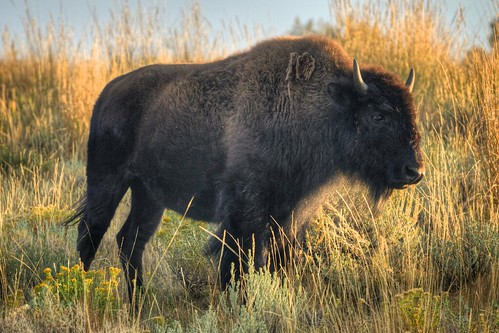 Stoic Bison