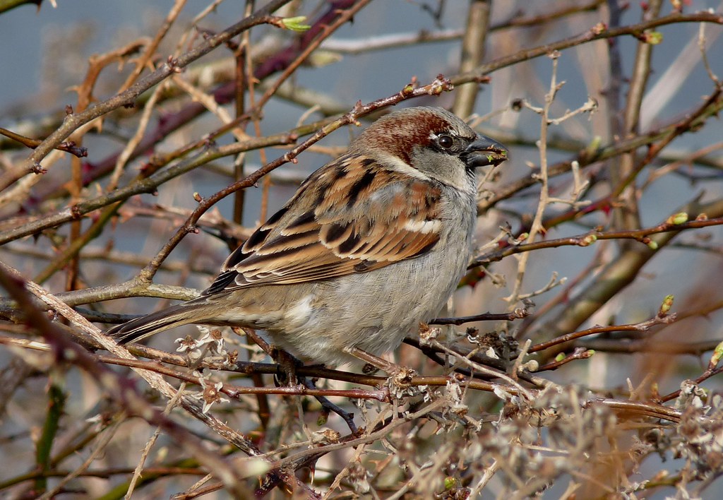 23939 - House Sparrow, Rhossili, Gower