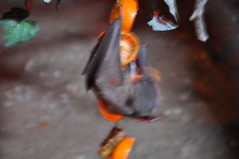 Frenzy feeding by a bat