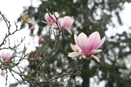 Neighbor's Magnolia (Tulip Tree)