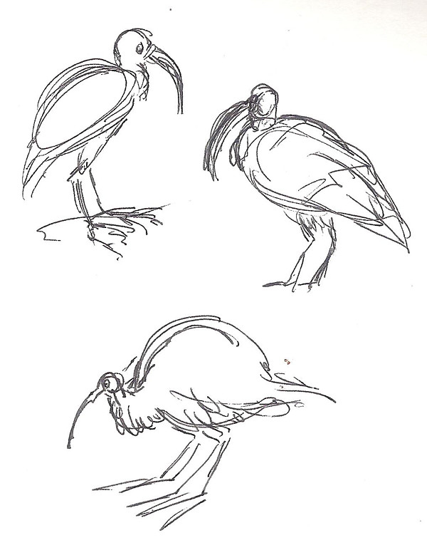 Bird scribbles